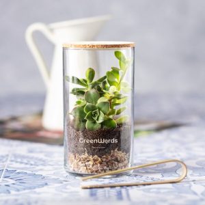 Terrário de catos fabricado em vidro